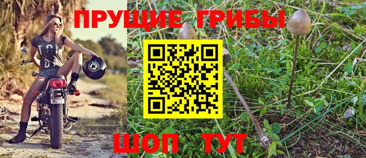 Псилоцибиновые грибы GOLDEN TEACHER Кубинка